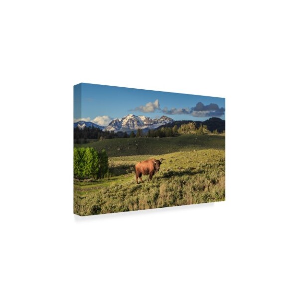 Galloimages Online 'Bison In Yellowstone' Canvas Art,16x24